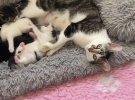 Mixed breed kittens