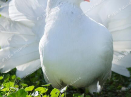 Fantails