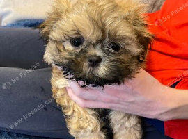imperial karisishi dobie shih tzus