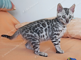 Superb Silver Bengal Boy Kitten