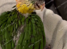 Hand reared Baby Black Headed Caiques.
