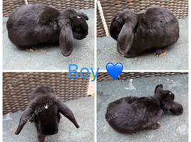 Gorgeous Purebred Mini Lops & Mini lop crosses