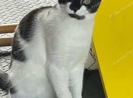 4 beautiful cats for adoption