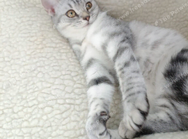 Kitten