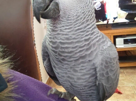African grey cock