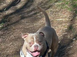 2.5 year old pocket bully