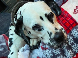 Gorgeous female Dalmatian