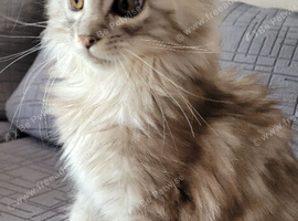 Tica registered maine coon kittens