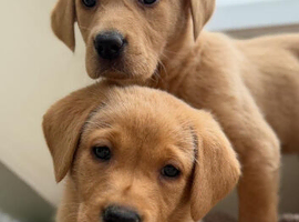 labrador retriever