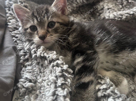 Beautiful kittens looking for forever home