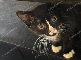 2 kittens for sale