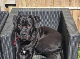 Cane corso