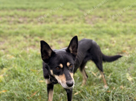 18 month old Kelpie Dog
