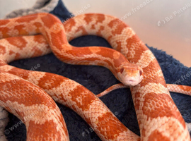 Corn snake and enclosure