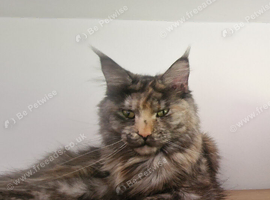 Maine coon famale