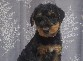 Gorgeous Airedale Litter!