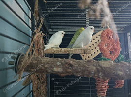 3 budgies must go together