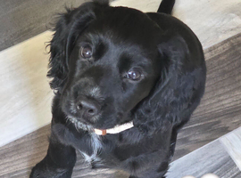 KC Reg Cocker Spaniel Pups