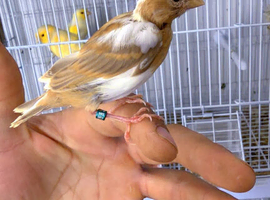 Canaries