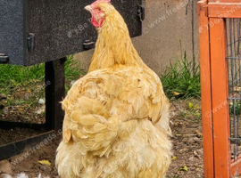 Hens looking for new home