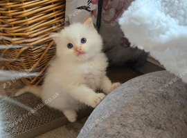 Flame point ragdoll kittens