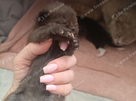 Beautiful chocolate female British Shorthair x kitten