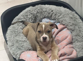 Beautiful Bully x staffy girl