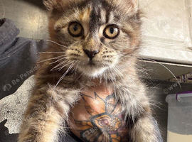 Maine Coon Girl Kittens. Ready Now