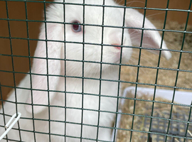 Blue-Eyed White Male Mini Lop &ndash; 3 Months Old