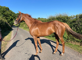 16hh 6 yo French bred  tb mare