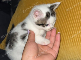 Two male 8 week old kittens