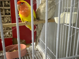 Redrump platinum grey healthy and active