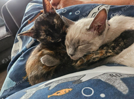 2 bonded kittens