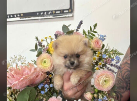Pomeranian boy and girls
