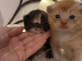 Male and female kitten