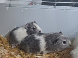 2 x female guinea pigs