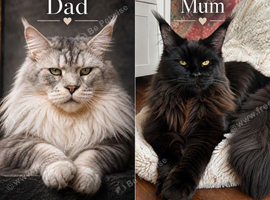 GCCF TICA 5 Gen Pedigree Champion Line Maine Coons