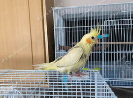Handreared young cockatiel &pound;60
