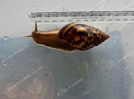 1 Lissachatina fulica G.A.LS