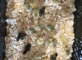 Courtnix Quail