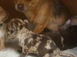 Stunning chihuahua