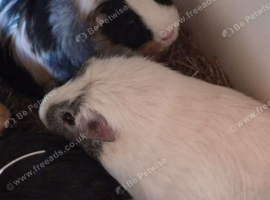 Guinea pigs 5 months old