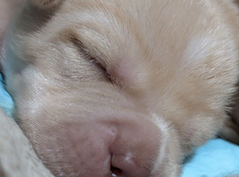 7 gorgeous lab pups ready in July