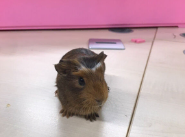 Beautiful baby boy guinea pigs