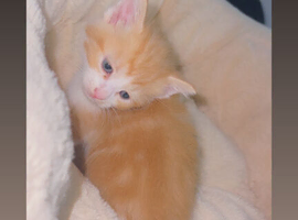 Ginger and white kitten