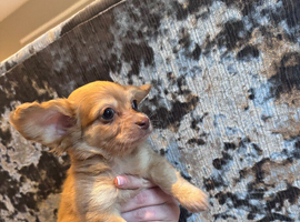 Dachsund x chihuahua boy