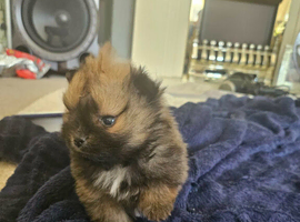 Pomeranian