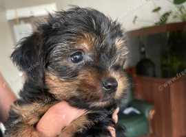 Yorkshire terrier puppies