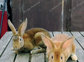 2 LOVELY YOUNG REX BUCKS AVAILABLE NOW...