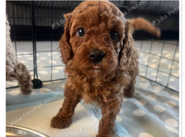 Beautiful f1b Cavapoo puppies